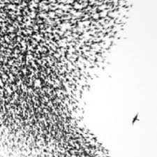 VINYL WILCO SKY BLUE SKY by Faders Music Inc.