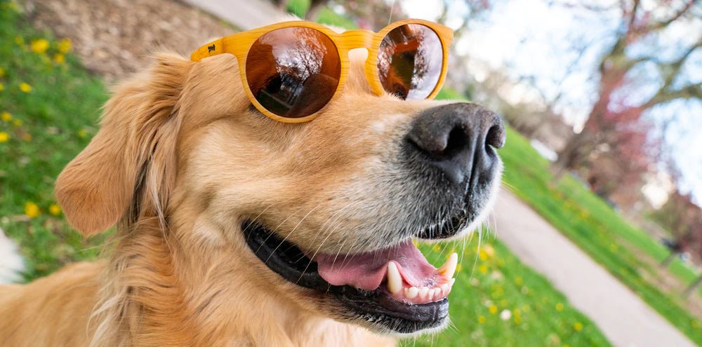Goodr Sunglasses Bodhi's Ultimate Ride by Goodr