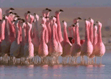 Kala Flamingo Ukadelic Soprano Ukulele