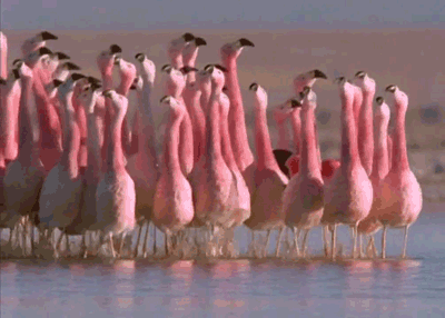 Kala Flamingo Ukadelic Soprano Ukulele