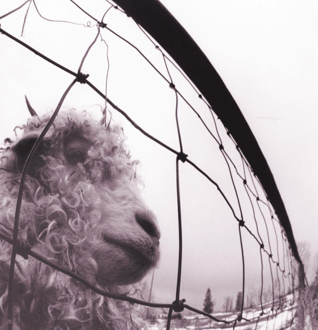 VINYL Pearl Jam vs. (30th Ann. Indie Clear Vinyl) by FAB